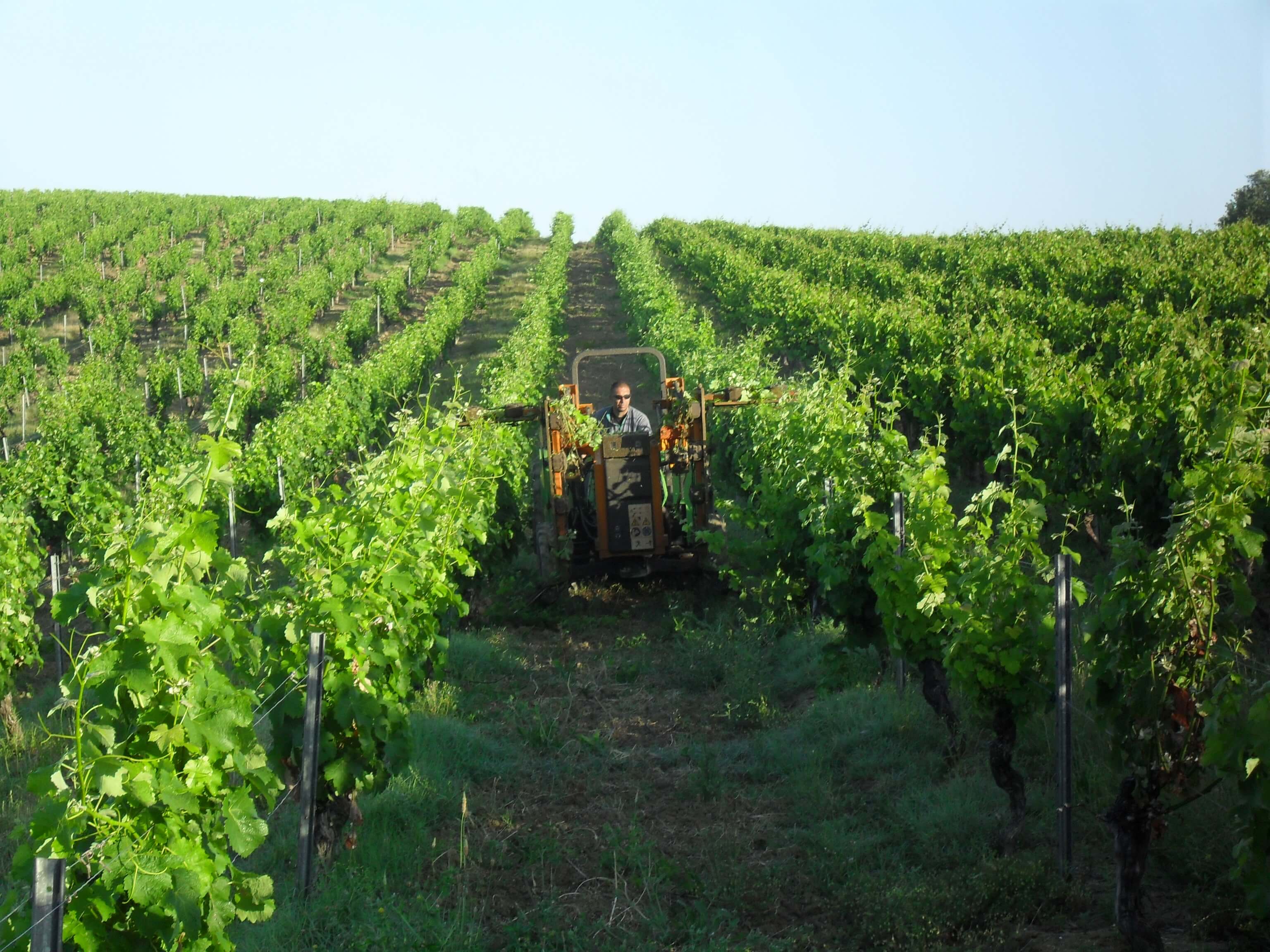 Arbeiten auf dem Weingut Domaine de Bosc Long